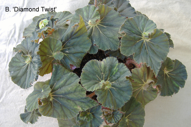 B. ‘Diamond Twist’